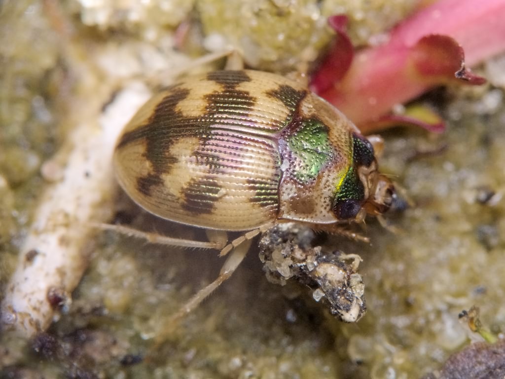 Omophron limbatum (Fabricius, 1776)